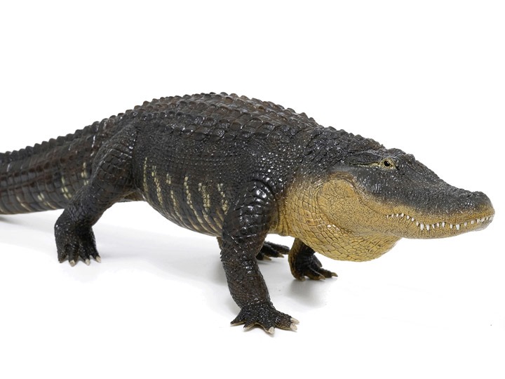 American Alligator Bizkit versión Downpour  PREVENTA