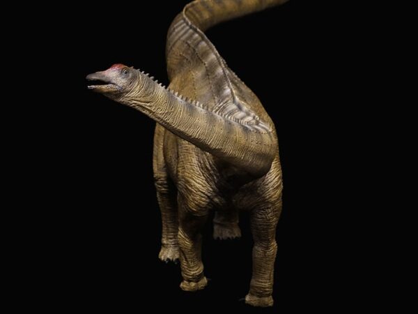 Diplodocus Macho Carnegie Stargazer PREVENTA - Image 2