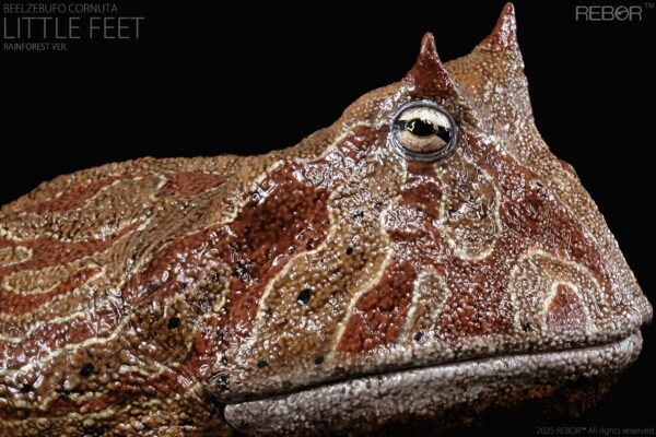 Beelzebufo Cornuta Little Feet version Rainforest PREVENTA - Image 3