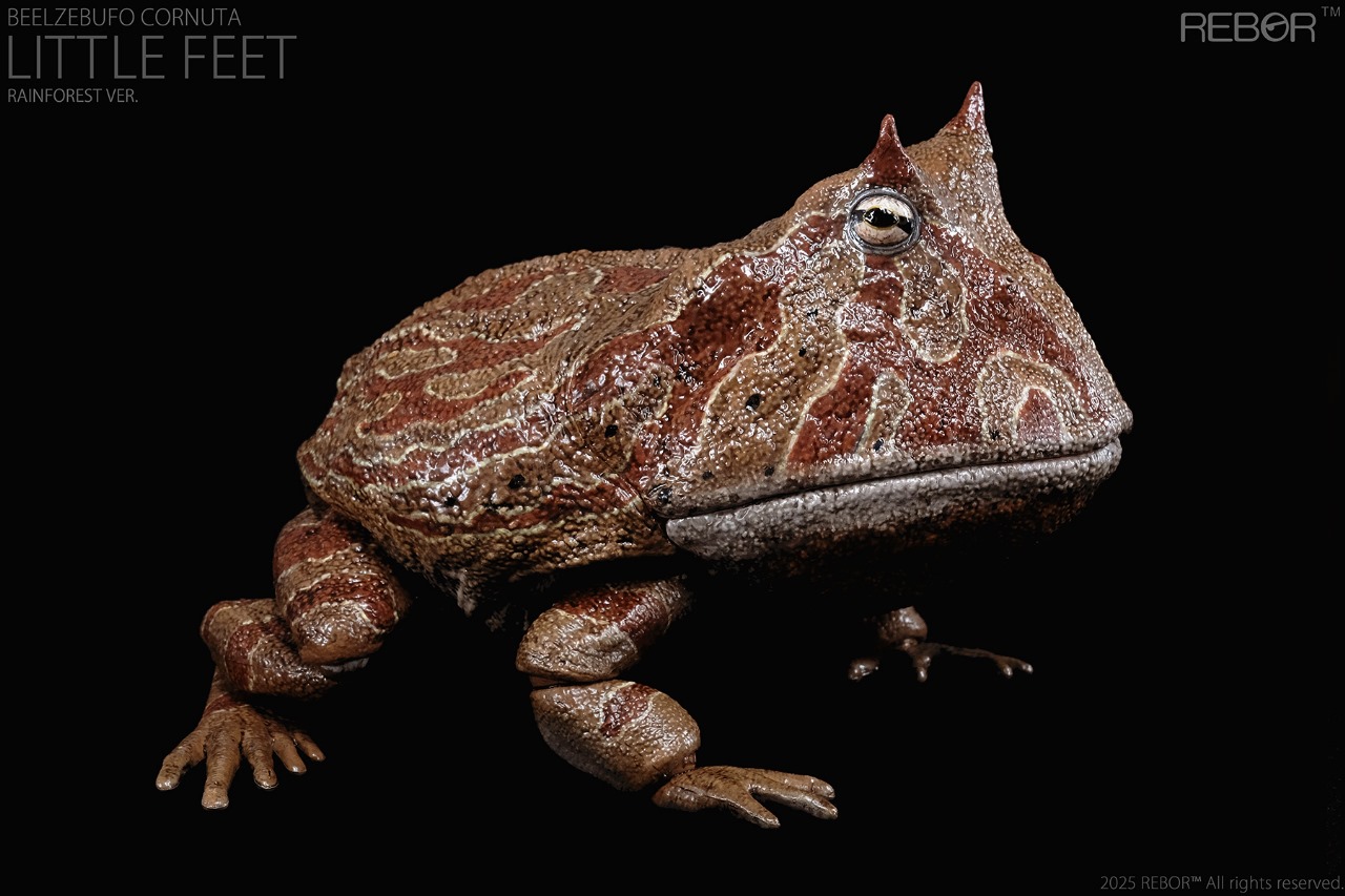 Beelzebufo Cornuta Little Feet version Rainforest PREVENTA